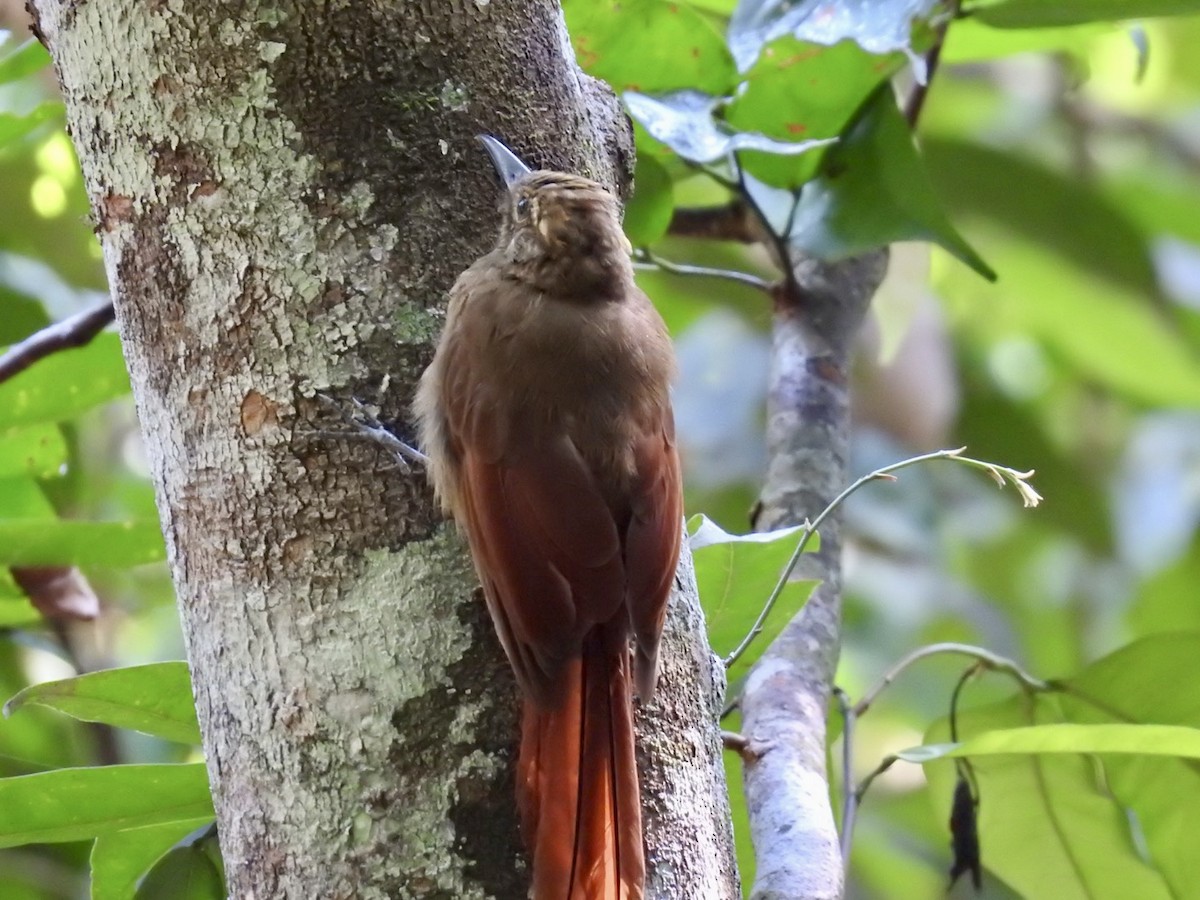 Plain-brown Woodcreeper - ML610980363