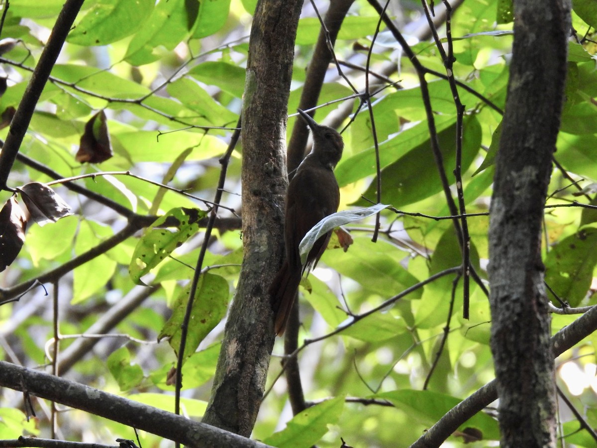 Plain-brown Woodcreeper - ML610980364