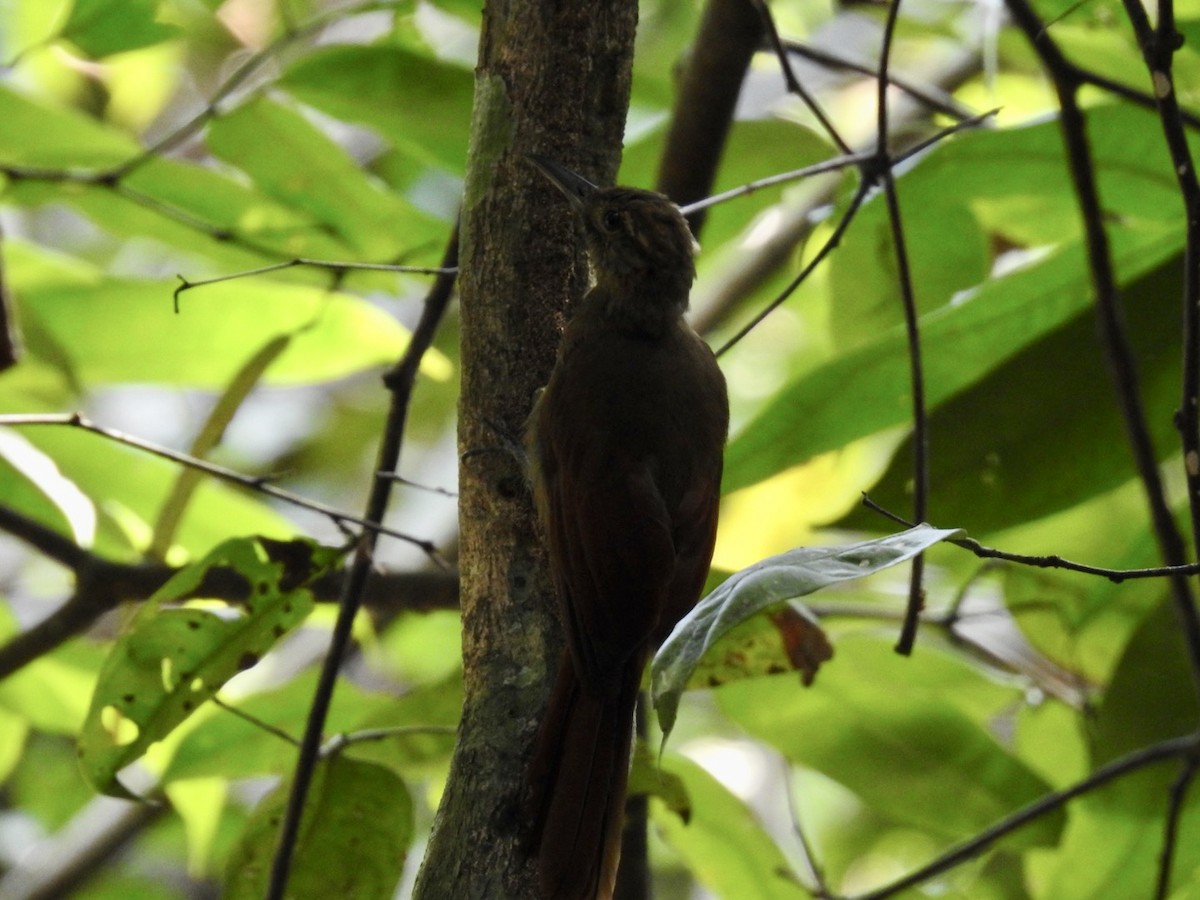 Plain-brown Woodcreeper - ML610980365