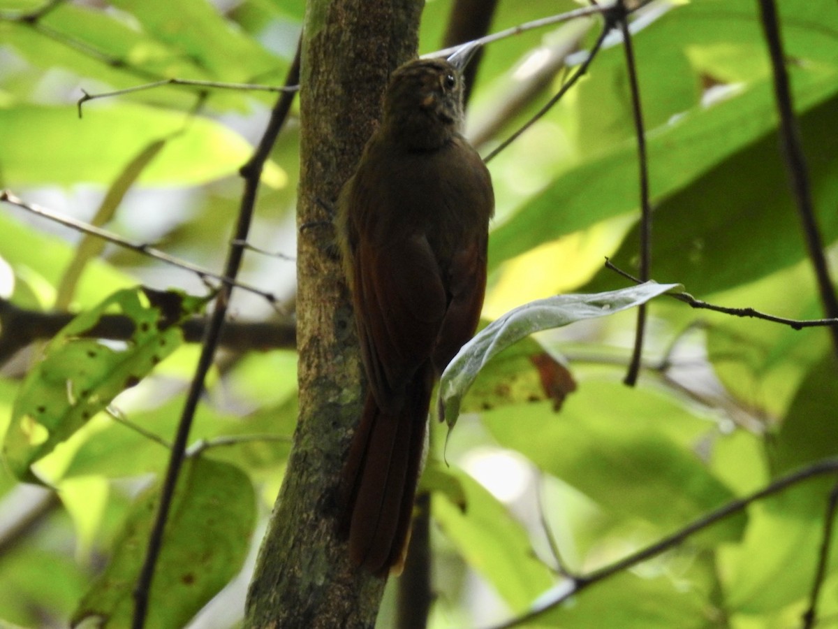 Plain-brown Woodcreeper - ML610980366