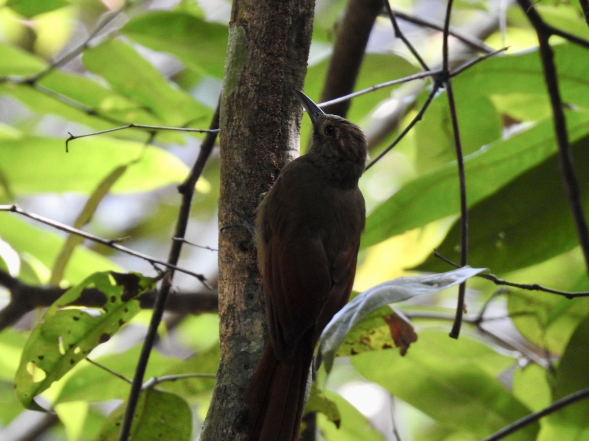 Plain-brown Woodcreeper - ML610980367