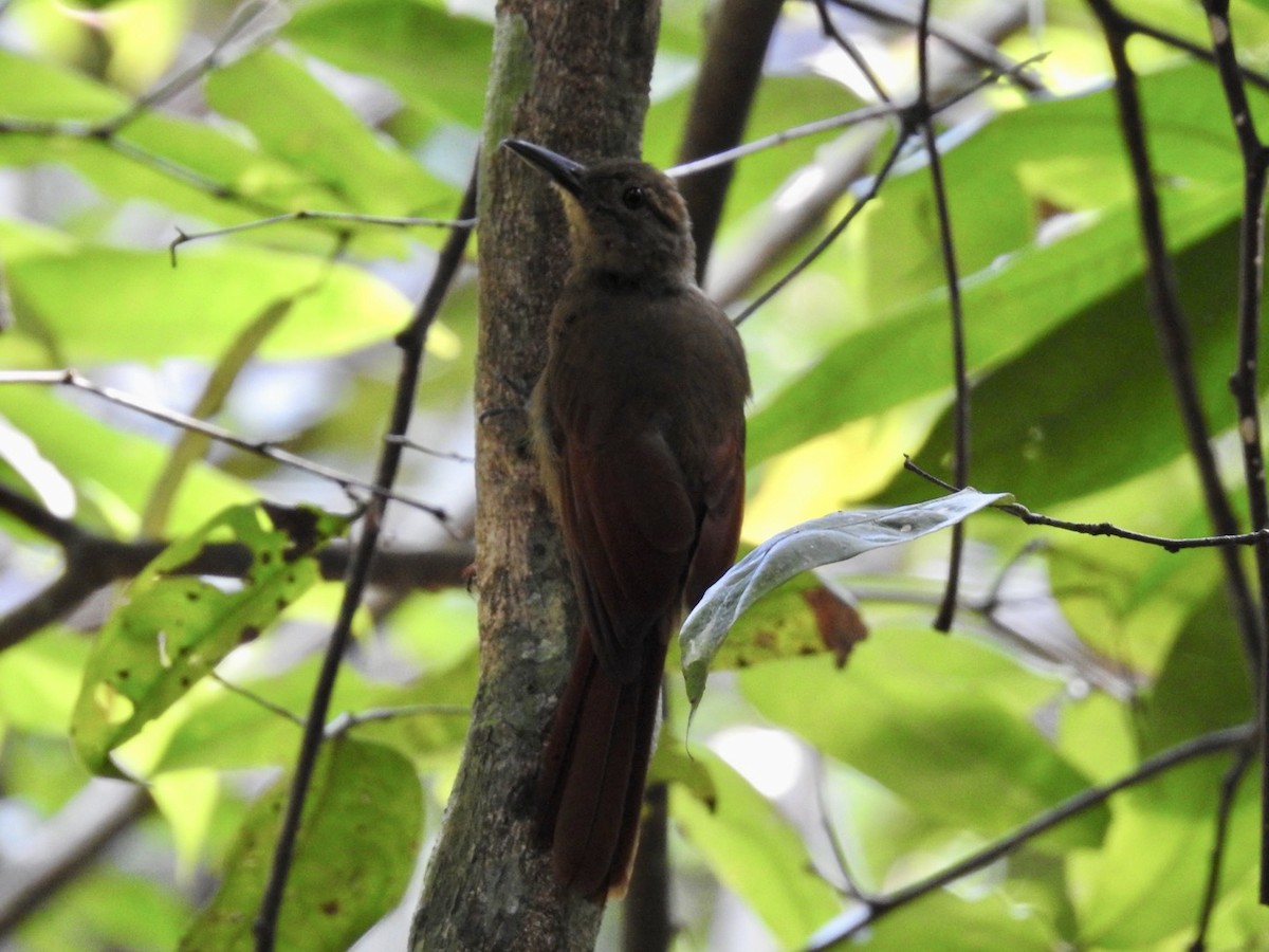 Plain-brown Woodcreeper - ML610980368