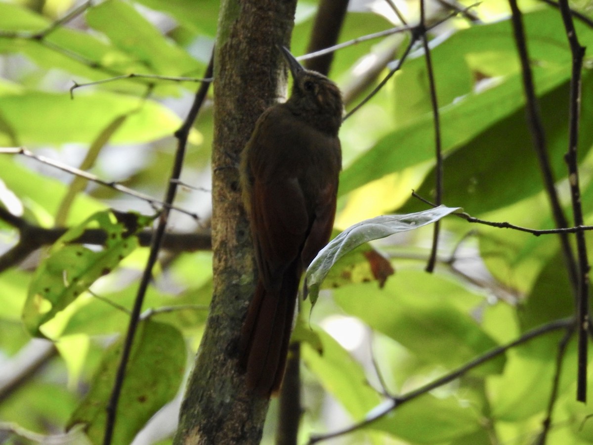 Plain-brown Woodcreeper - ML610980369