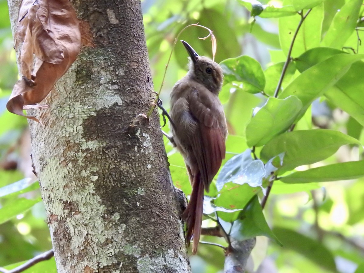 Plain-brown Woodcreeper - ML610980370