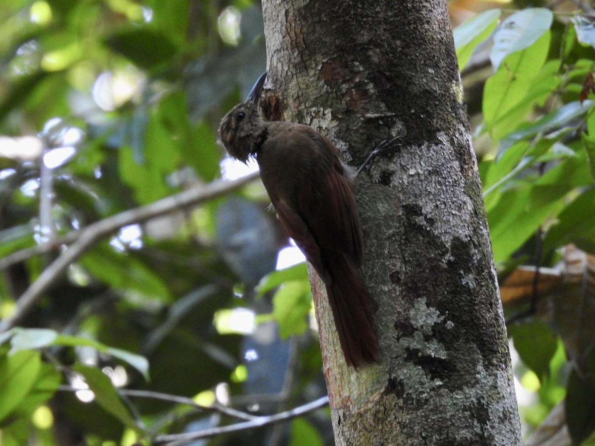 Plain-brown Woodcreeper - ML610980371