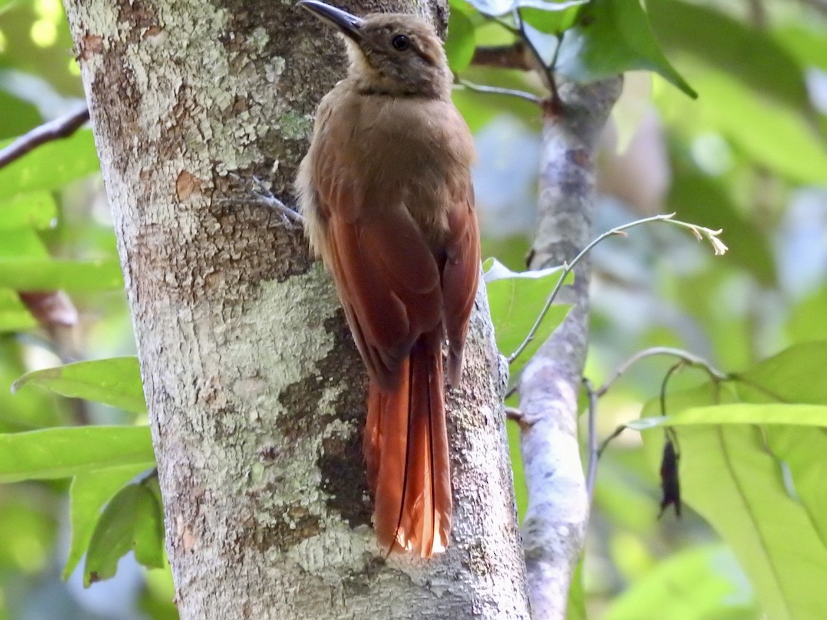 Plain-brown Woodcreeper - Nick Odio