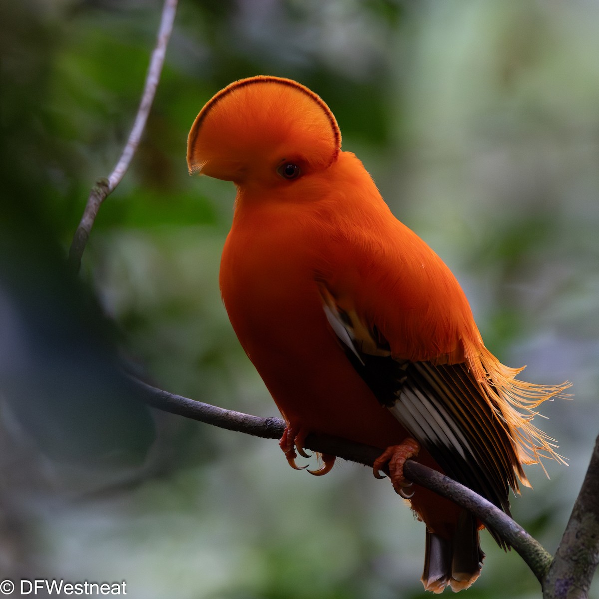 Guianan Cock-of-the-rock - ML610980383