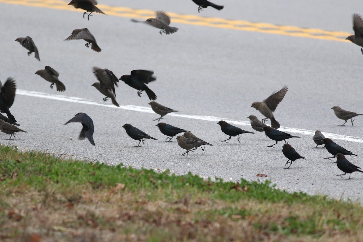 Brown-headed Cowbird - ML610980387