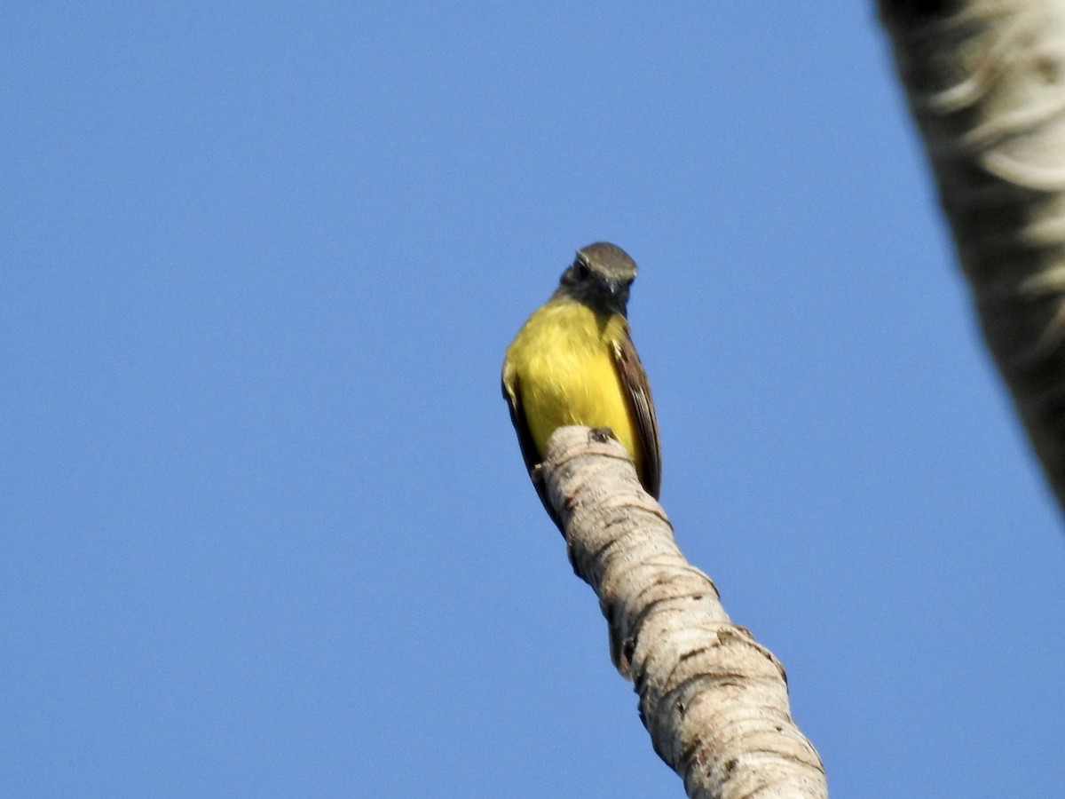 Dusky-chested Flycatcher - ML610980423