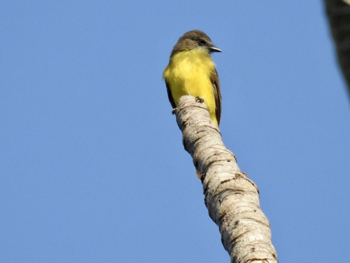 Dusky-chested Flycatcher - ML610980425