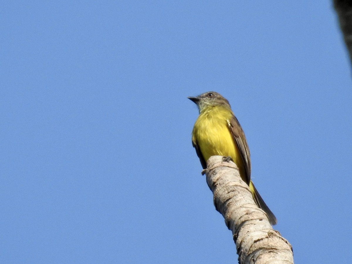 Dusky-chested Flycatcher - Nick Odio