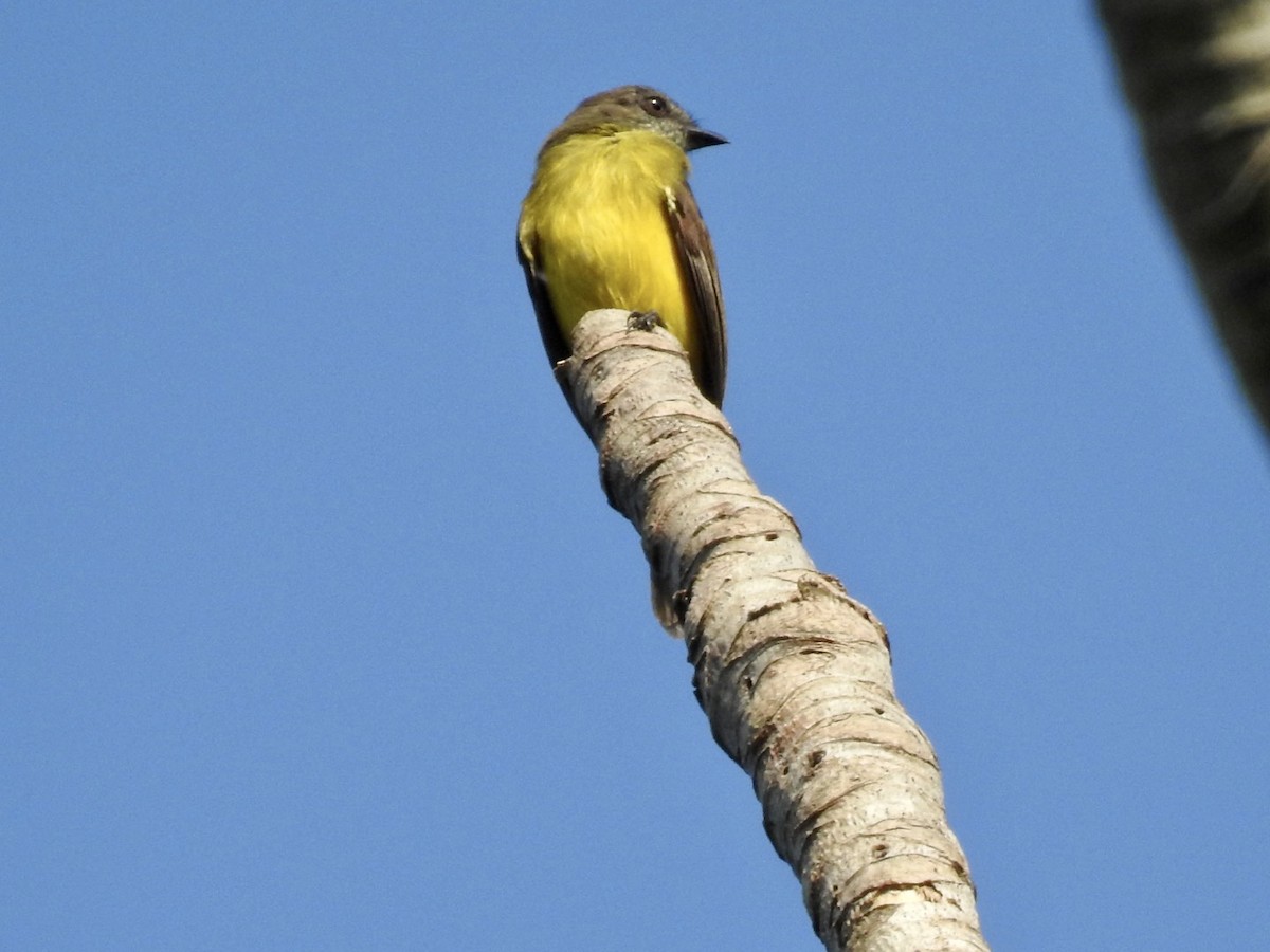 Dusky-chested Flycatcher - ML610980427