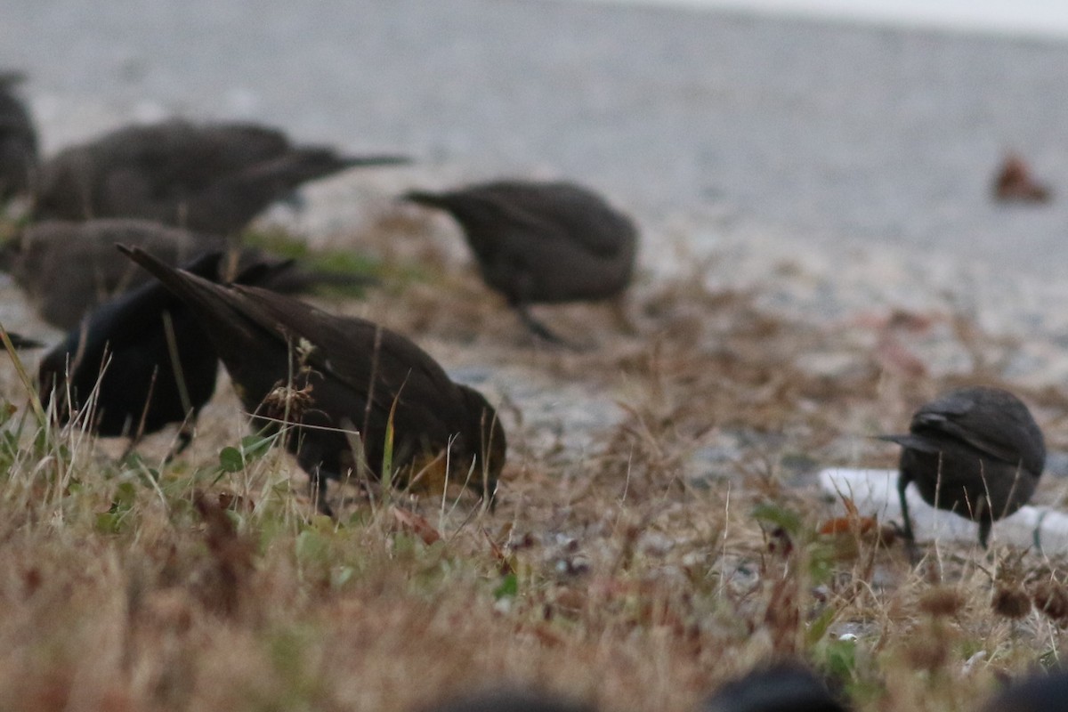 Yellow-headed Blackbird - ML610980481