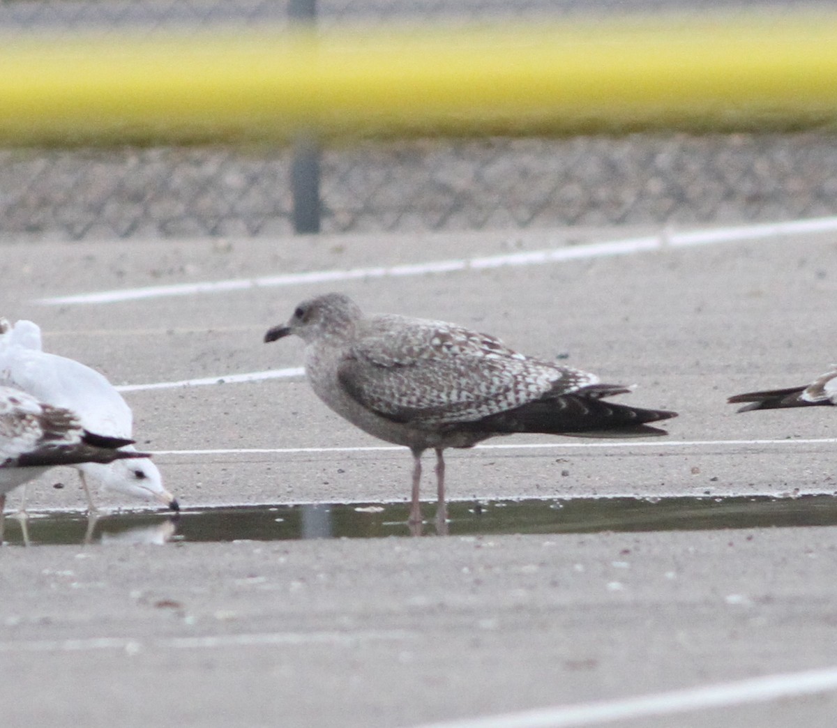 Herring Gull - ML610980490