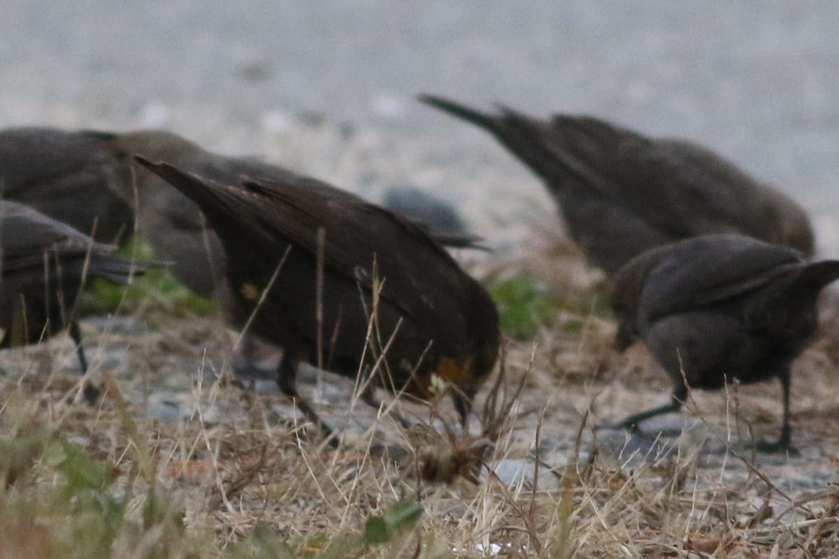 Yellow-headed Blackbird - ML610980496