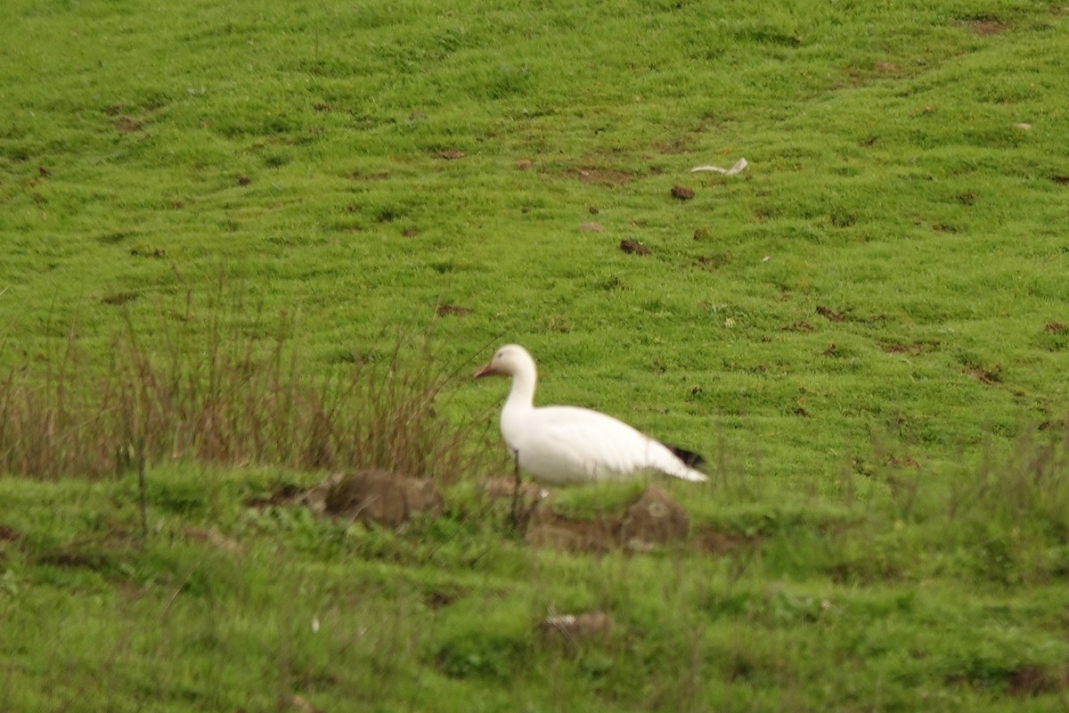 Snow Goose - ML610980510