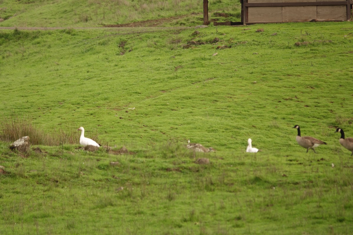 Snow Goose - ML610980512