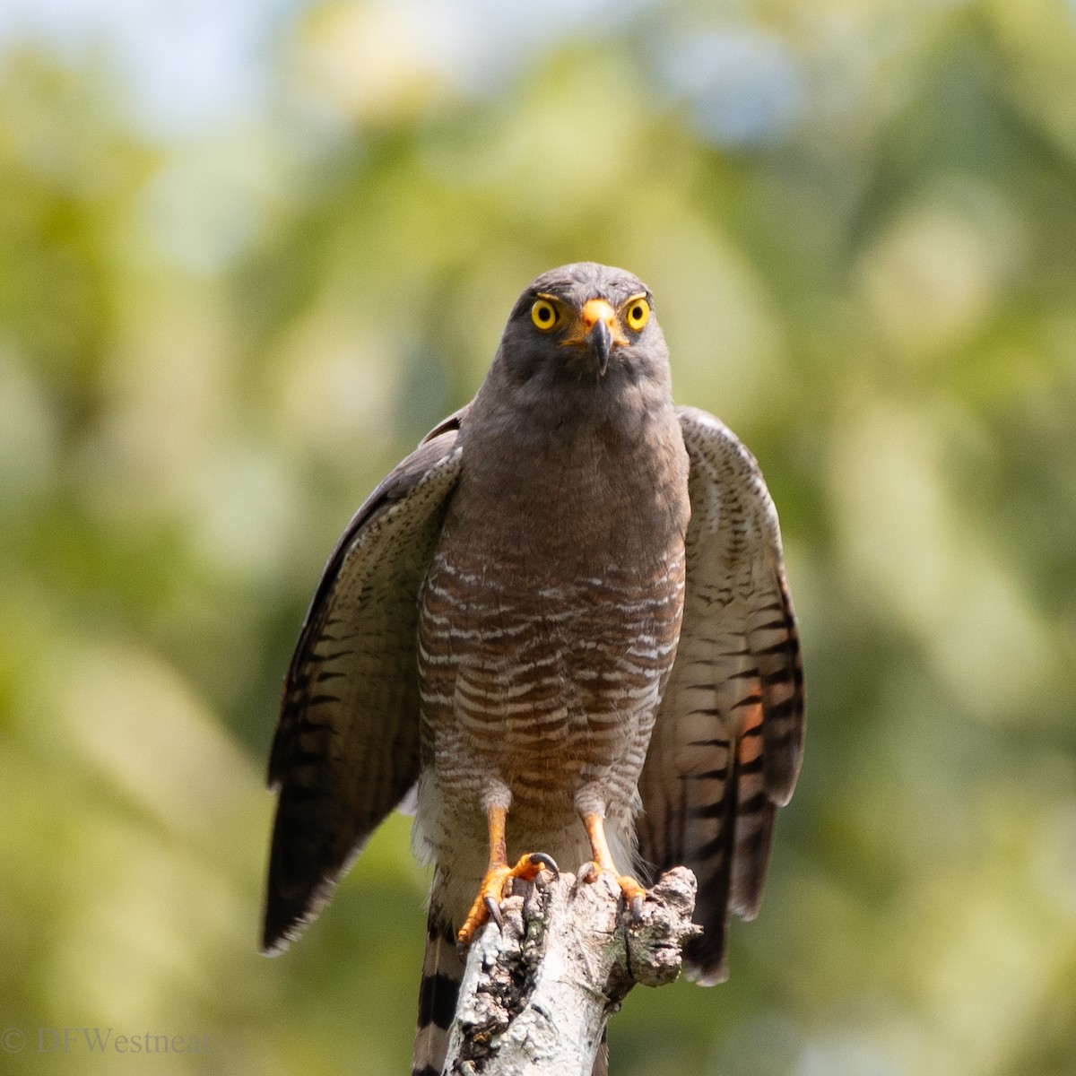 Roadside Hawk - ML610980516