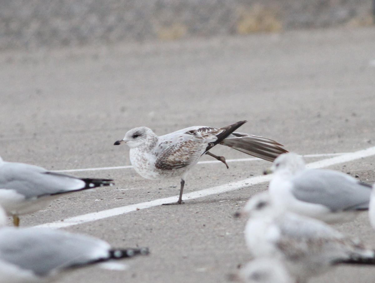 Ring-billed Gull - ML610980529