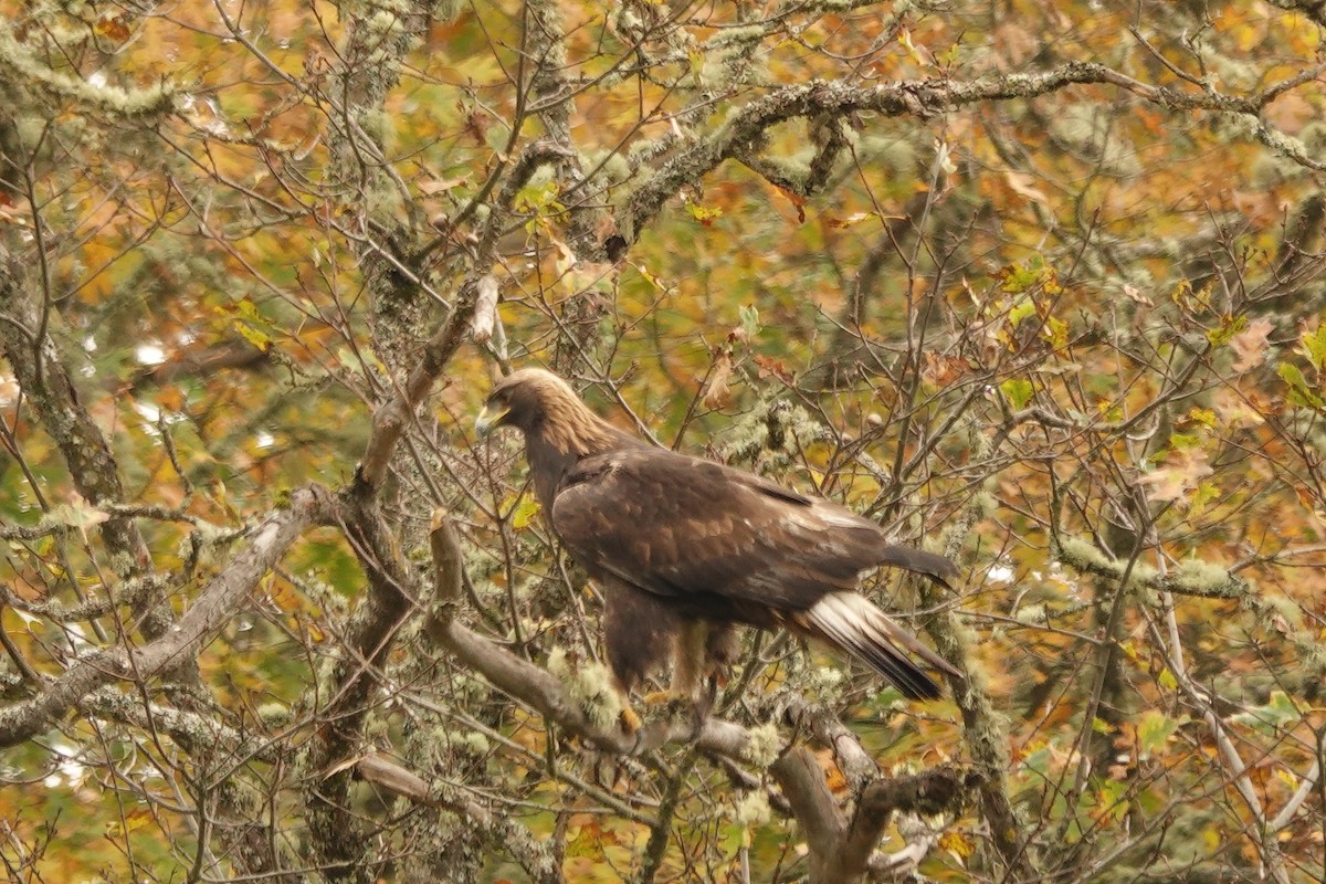 Golden Eagle - ML610980543