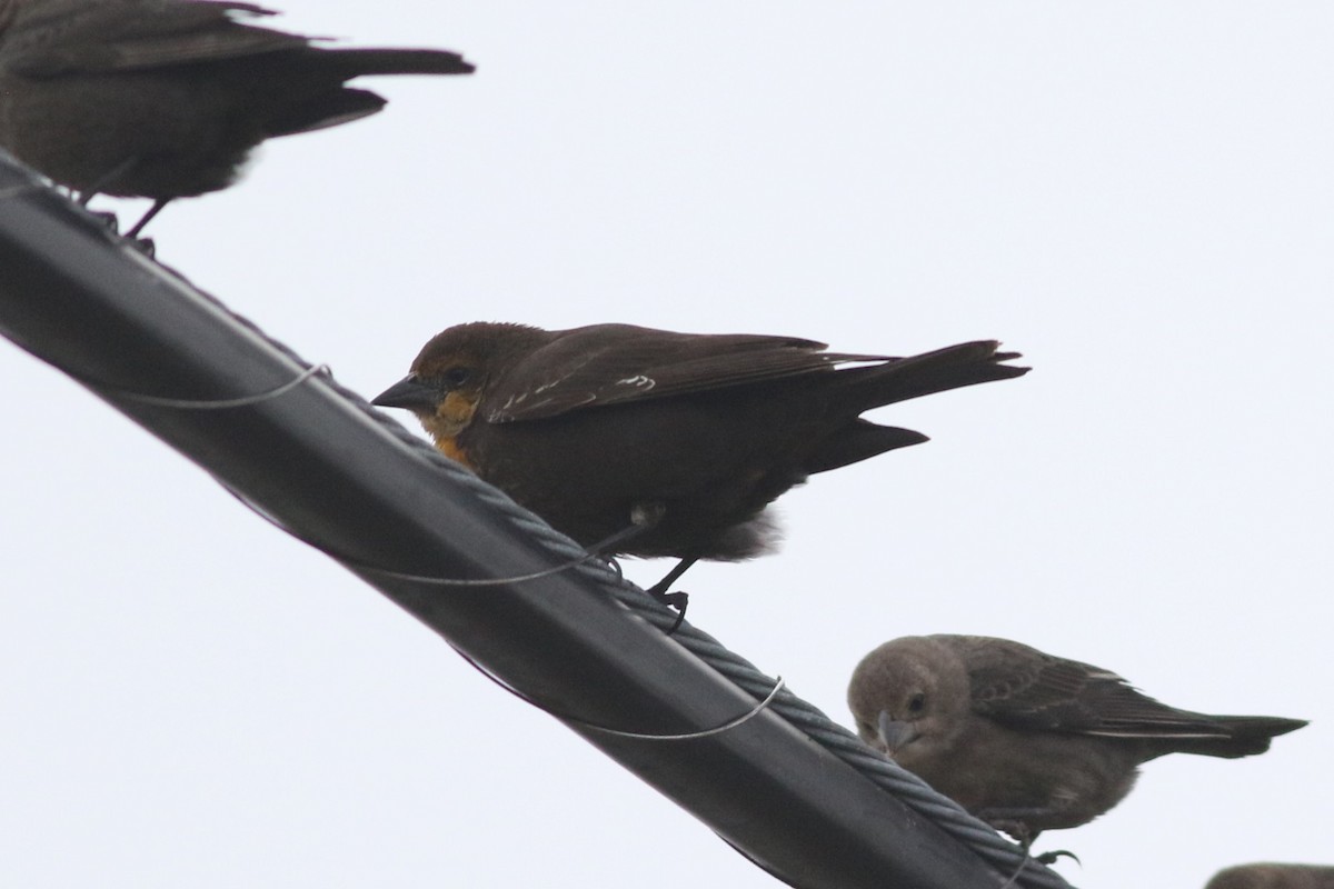 Yellow-headed Blackbird - ML610980552