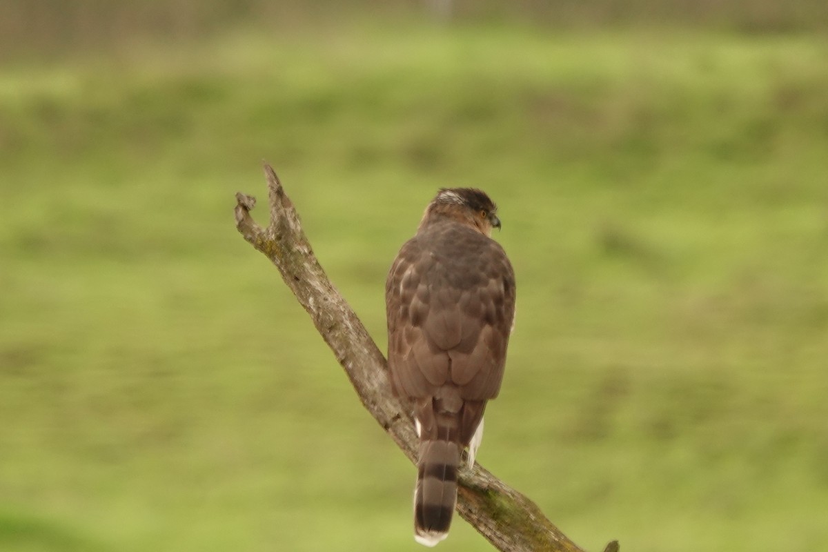 Cooper's Hawk - ML610980558