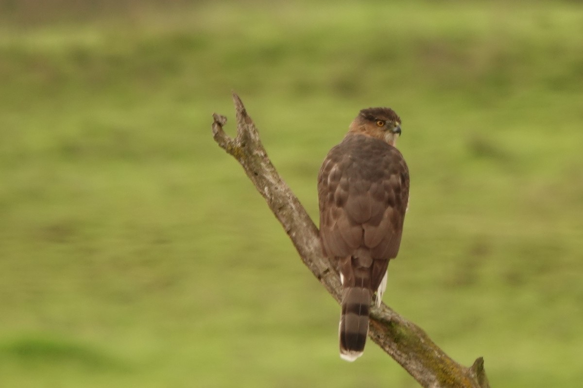 Cooper's Hawk - ML610980559