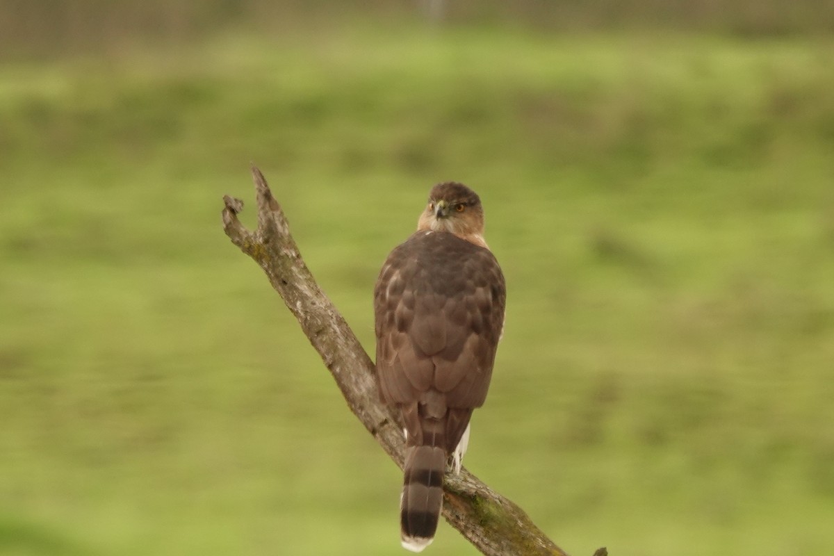 Cooper's Hawk - ML610980560