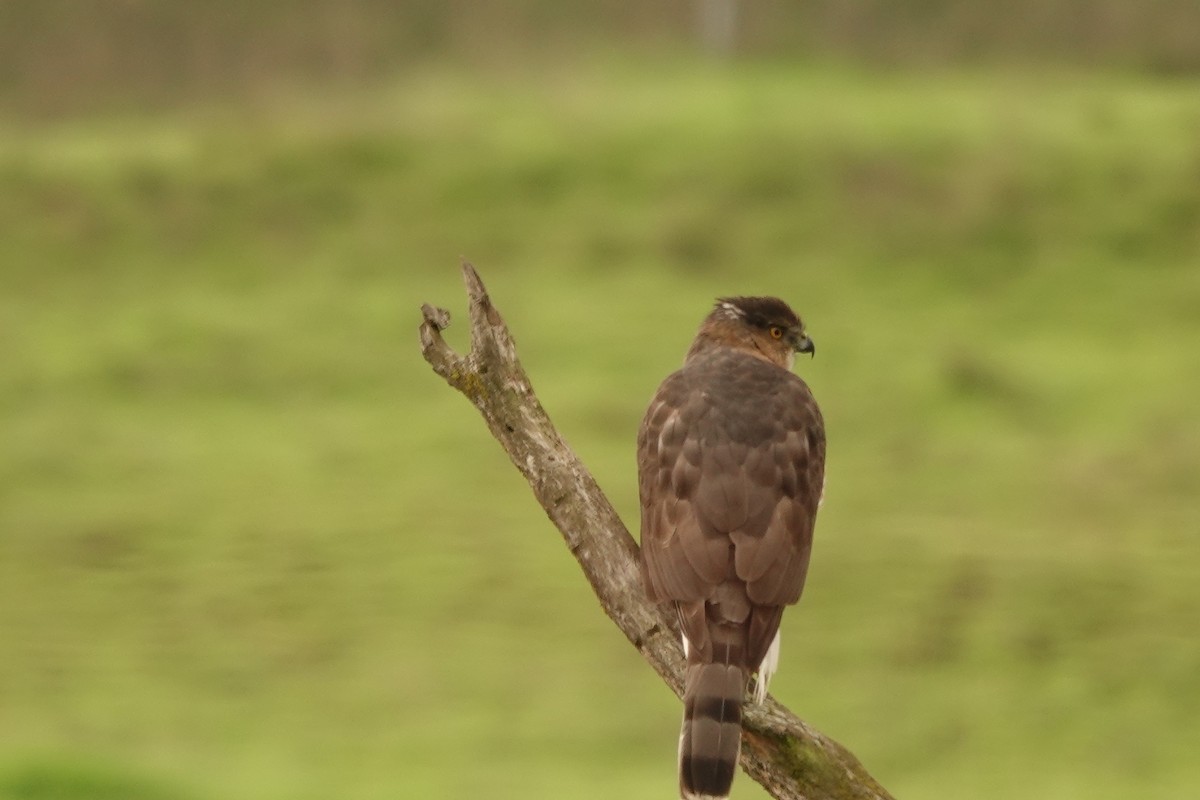 Cooper's Hawk - ML610980566