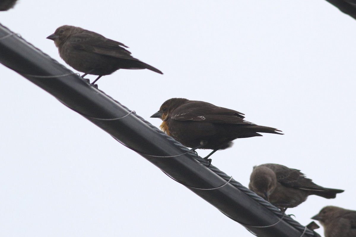 Yellow-headed Blackbird - ML610980573