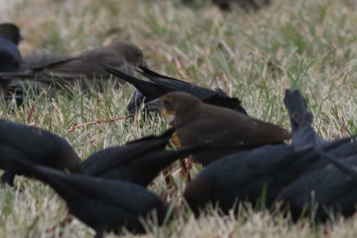 Yellow-headed Blackbird - Lily Morello