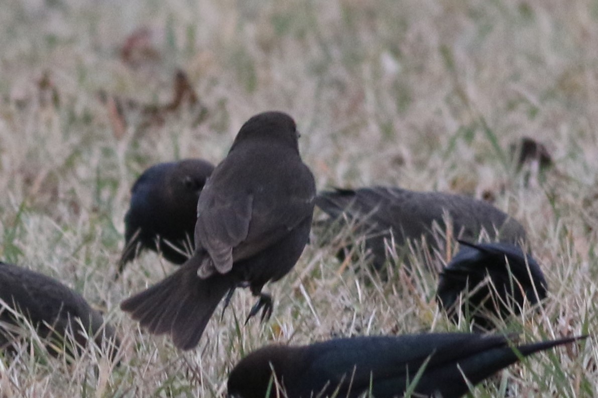 Yellow-headed Blackbird - ML610980626