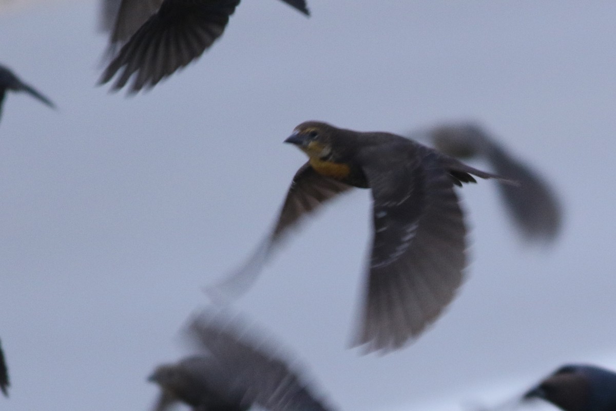 Yellow-headed Blackbird - ML610980646