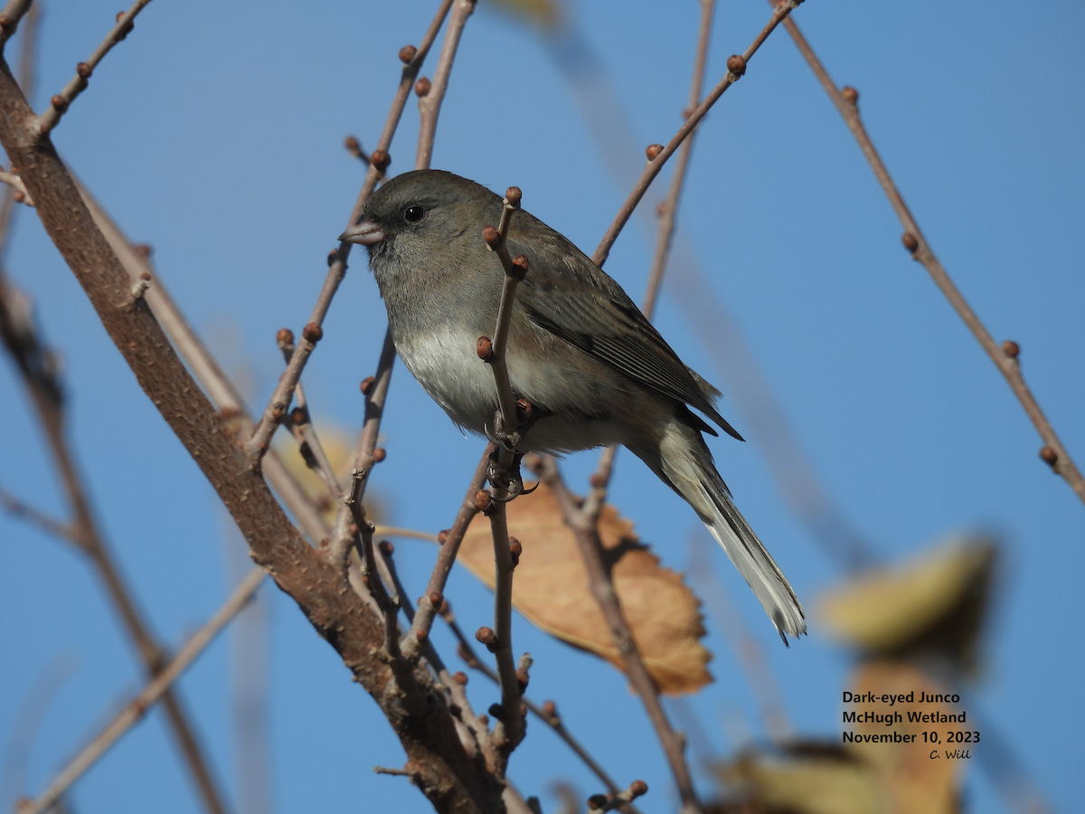 Dark-eyed Junco - Clayton Will