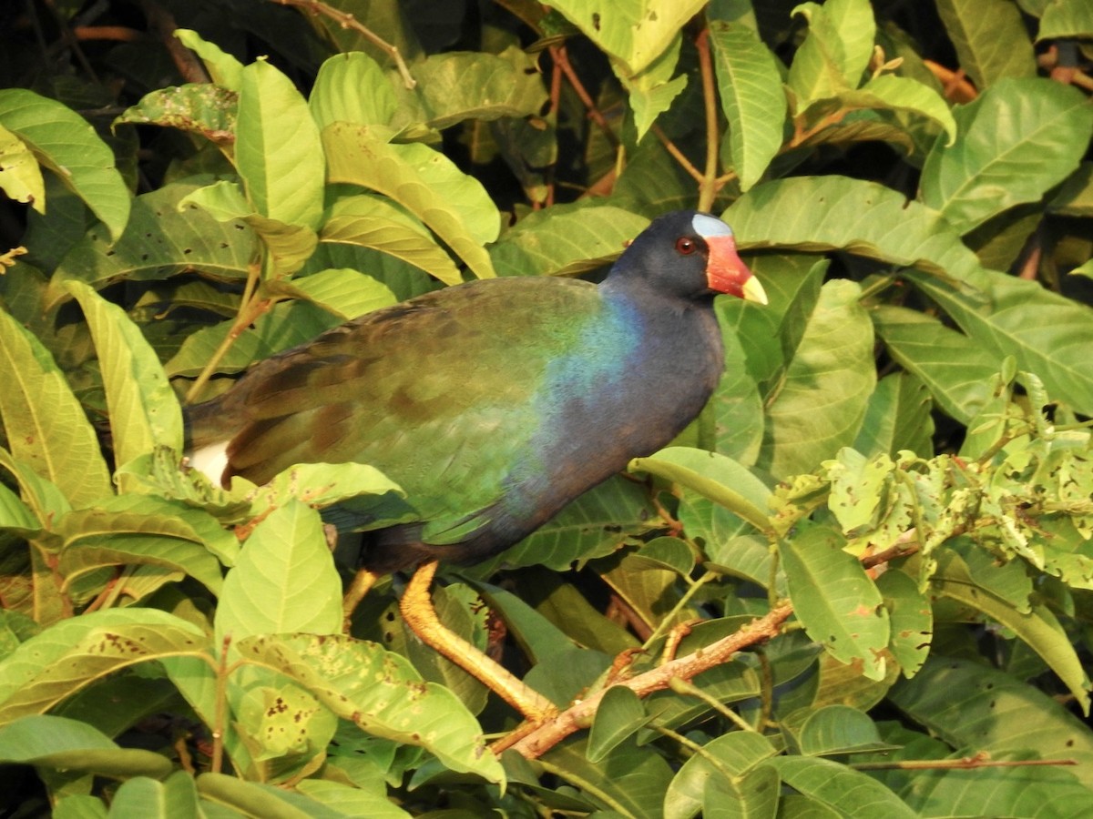 Purple Gallinule - ML610980706