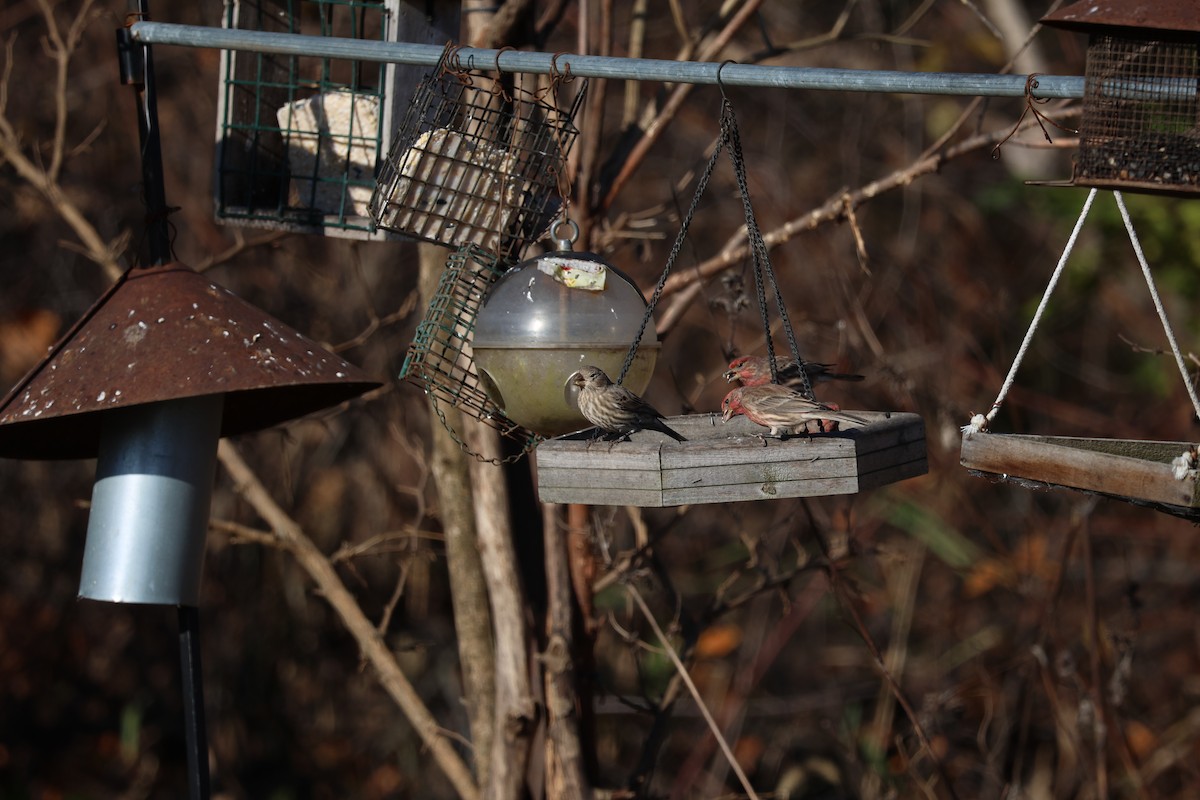 House Finch - ML610980794