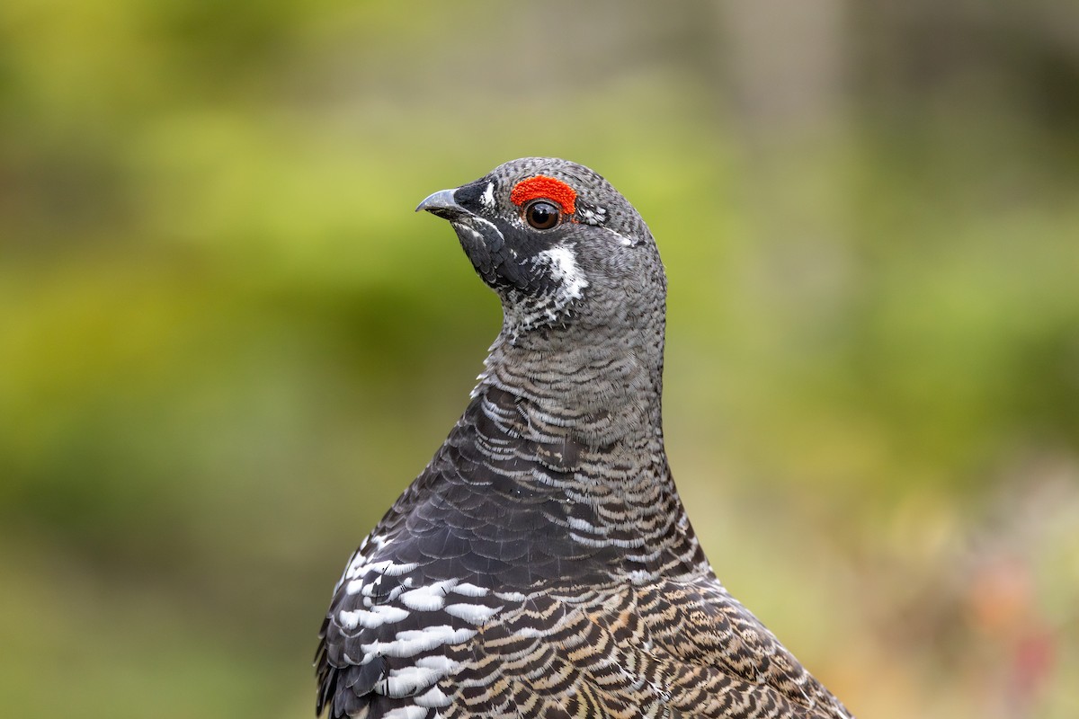 tetřívek kanadský [skupina canadensis] - ML610980925