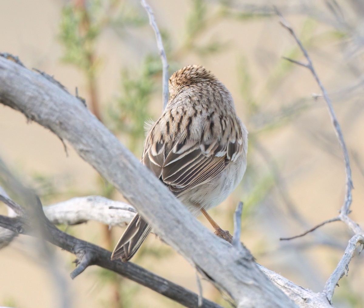 Brewer's Sparrow - ML610980935