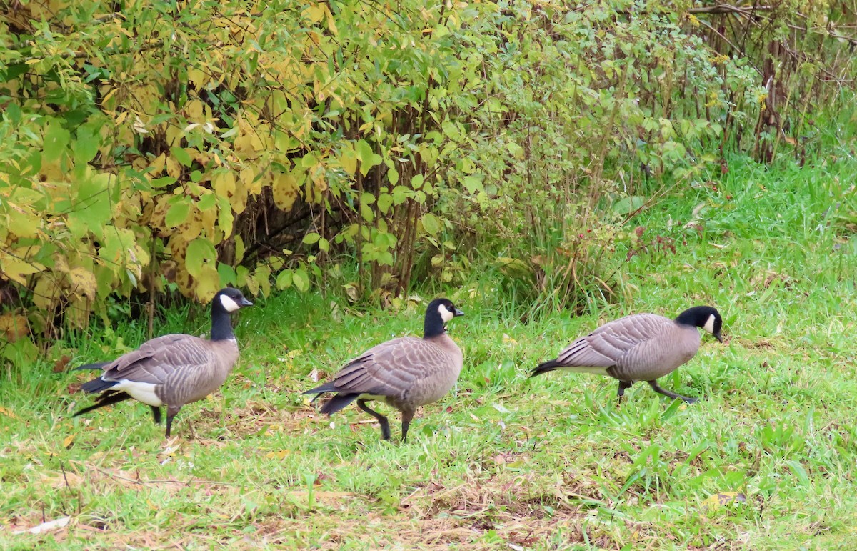 Cackling Goose - Leslie Schweitzer