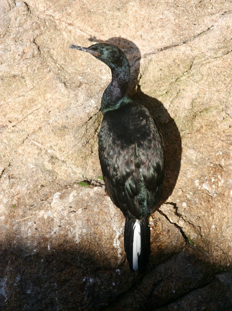 Cormorán Pelágico - ML610981058