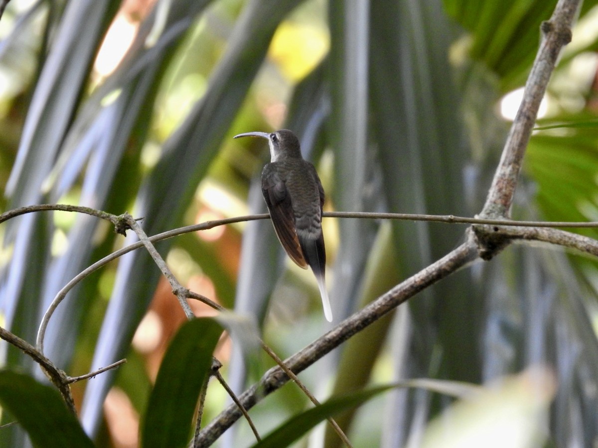 kolibřík běloknírkový - ML610981152