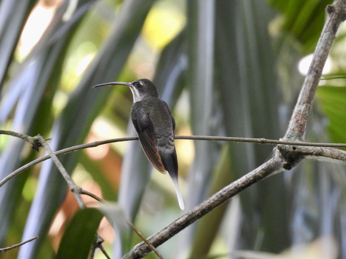 kolibřík běloknírkový - ML610981153