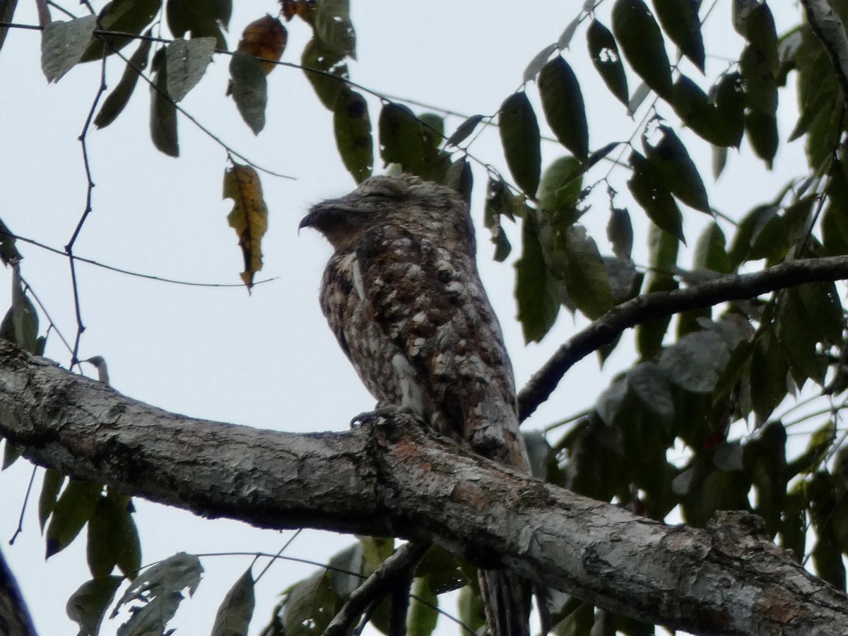 Great Potoo - ML610981241