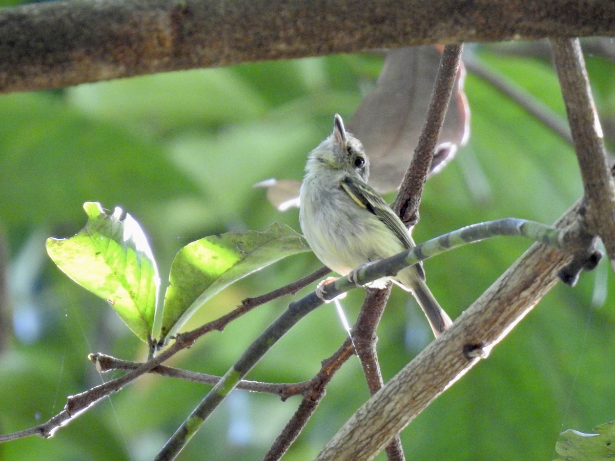 Snethlage's Tody-Tyrant - ML610981330