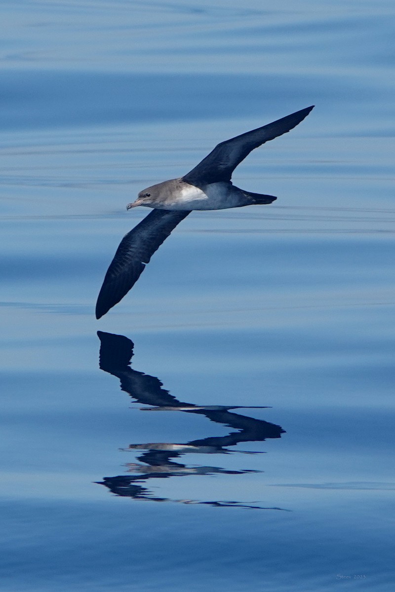 Pink-footed Shearwater - ML610981386