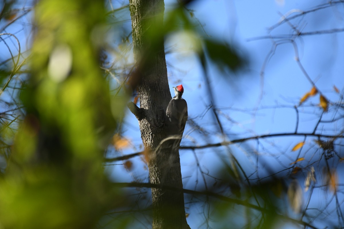 Pileated Woodpecker - ML610981397