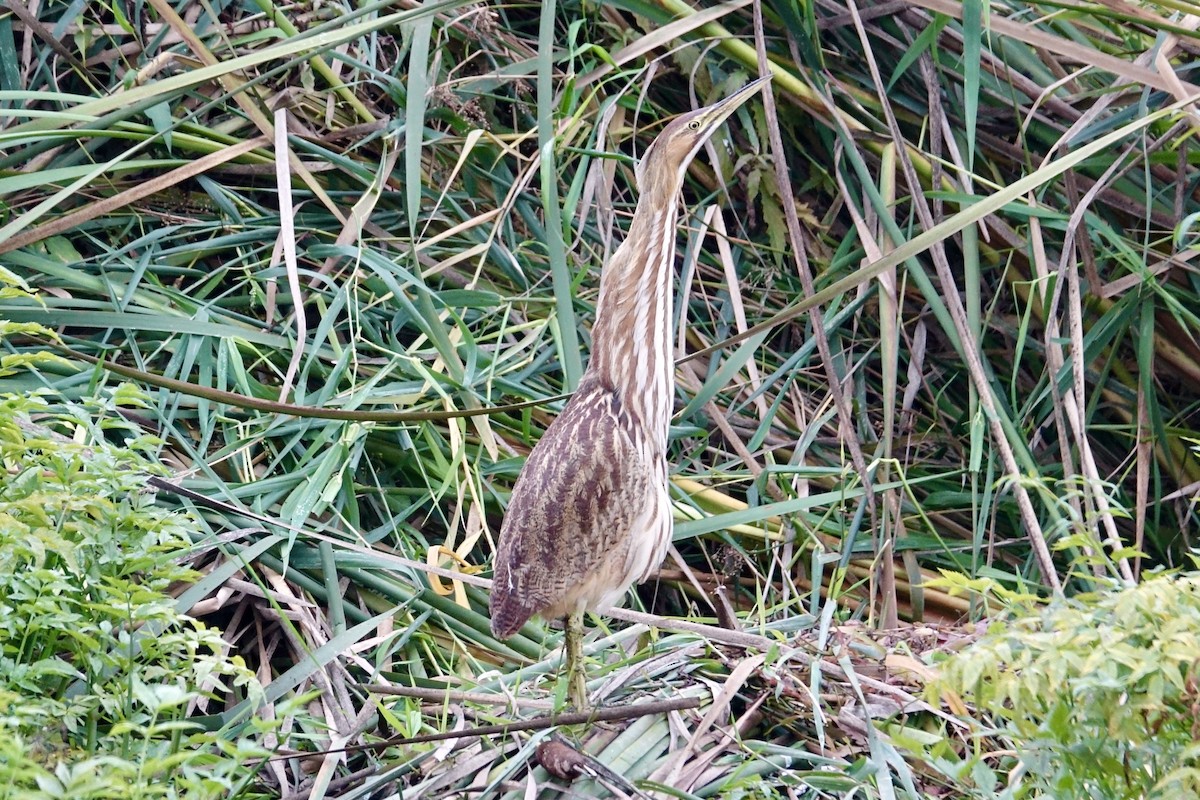 American Bittern - ML610981429