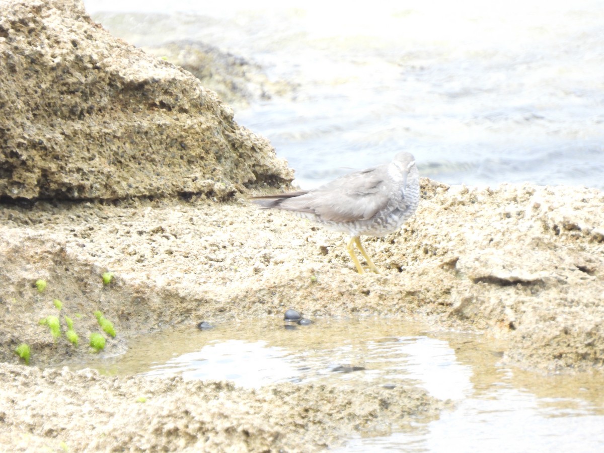 Wandering Tattler - ML610981467