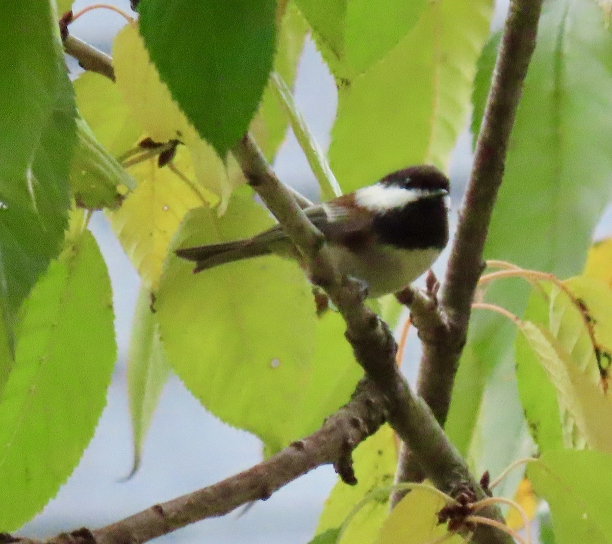 Chestnut-backed Chickadee - Leslie Schweitzer