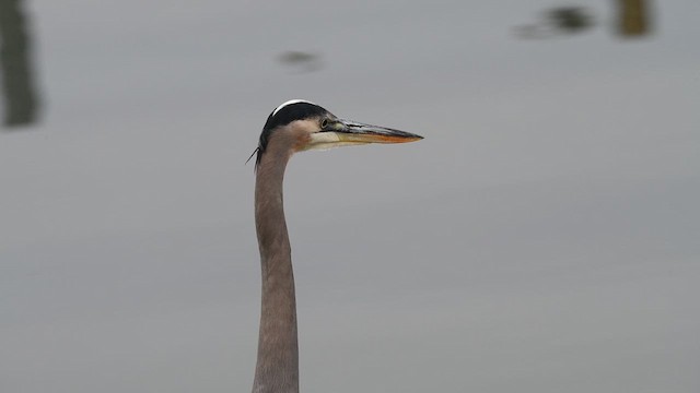 Great Blue Heron - ML610981537